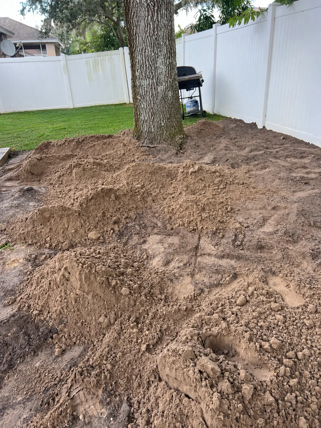 Bare soil in a fenced backyard around a mature tree before turf installation